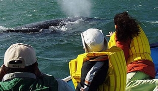  Close to whales 